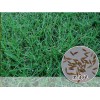 剪股颖草坪-高羊茅护坡种子，四季青草坪种-狗牙根批发