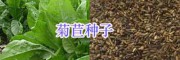 四季牧草种子批发#高产牧草种子-养牛牧草种子