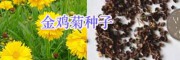绿化花海设计/草花种子销售大全-园林绿化鲜花种子