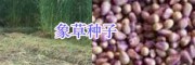 销售串叶松香草/皇竹草/菊苣种子-黑麦草种子_三农牧草种子
