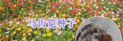 绿化花草种子天人菊、万寿菊&五彩石竹、勿忘我种子供应