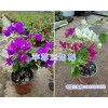 昆明三角梅基地-叶子花/三角花盆栽销售15825265652
