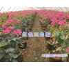 云南红三角梅（叶子花）#昆明红三角梅批发_芊荨三角梅基地
