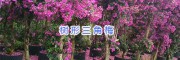 昆明树形三角梅批发-三角梅树形基地_云南芊荨三角梅