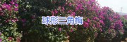 球形三角梅（叶子花/九重葛）*昆明芊荨三角梅球形销售