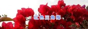 中国红三角梅-红色紫色三角梅盆栽批发_昆明三角梅供应