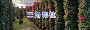 宜良盆栽三角梅#中端三角梅批发基地_云南芊荨三角梅