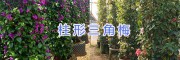 柱形三角梅盆栽出售-宜良三角梅柱-昆明芊荨三角梅基地