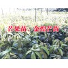 今年木波罗马来西亚1号小苗价格%木波1号小苗哪里卖?