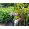 海南牛油果苗批发-云南/广西牛油果苗供应_云南热带水果苗