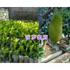 海南马来西亚菠萝蜜苗&云南黑金刚红宝莲/大叶红莲雾苗供应