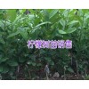 台湾香水柠檬苗价格/三红蜜柚苗批发商-云南橡胶苗供应
