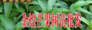 金煌芒果2年苗价格-红金龙芒果苗供应_海南热带果苗供应信息