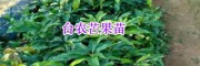 哪里出售台农芒果苗？云南广西芒果种子-13118971608