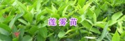 供应云南黑金刚红宝莲雾苗&广西大叶红莲雾苗-马来西亚菠萝蜜苗
