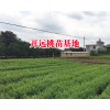 云南冬桃种植技术&冬桃树苗基地价格