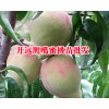 云南冬桃苗基地#冬桃树苗基地