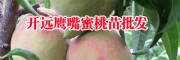 2020-2021冬桃价格网