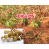 龙眼苗批发 水果苗圃?