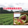 冬桃苗#贵州冬桃苗图片_云南红河冬桃苗直销基地