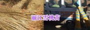 正宗丽江雪桃苗、雪桃实生苗批发-丽江育苗公司