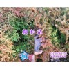 柳杉苗哪里有卖？曲靖九州苗木场-绿化树苗批发
