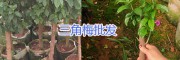 中国红三角梅-红色紫色三角梅盆栽批发_昆明三角梅供应