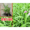 云南优质白芨苗繁育#紫花三叉大白芨苗*曲靖白芨苗供应