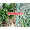 滇黄精鲜货亩产多少斤_滇黄精种子多少钱#云南哪有滇黄精小苗