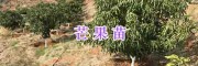 红河州四季芒果实生苗&元阳芒果嫁接苗