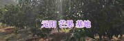 供应云南台农一号、红贵妃、凯特、桂七等芒果苗-元阳红和果木