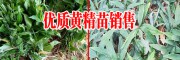 曲靖多花滇黄精种苗-新鲜滇黄精基地直销
