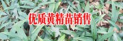 哪里批发滇黄精小苗#曲靖滇黄精种植技术指导-云南滇黄精