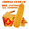 哪里大量收购玉米,常年收购玉米(在线咨询),山东收购玉米