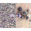 砂仁干货批发&云南砂仁种子价格-文山砂仁成品