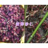 新鲜砂仁多少钱-文山砂仁现货出售_云南砂仁供应
