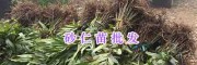 马关砂仁苗-文山砂仁种植户/云南砂仁新品种