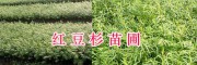2年生红豆杉苗/保山红豆杉苗报价_云南红豆杉供应地区