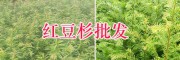 保山红豆杉栽培基地-腾冲学胜苗圃-13529548756
