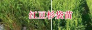 昆明红豆杉苗销售基地-红豆杉袋苗&50-70公分红豆杉苗批发
