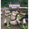 云南巴马香猪养殖场，玉溪小香猪批发