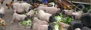 巴马香猪一只多少钱/2018云南巴马香猪供应-玉溪新平香猪