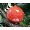 云南红心橙苗-红心脐橙苗批发#大理红心橙苗供应