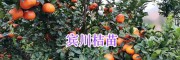 大理柑桔苗，宾川柳叶桔-晚芦（芦柑）/沃柑苗销售