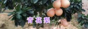 青花梨苗销售-大理青花梨种植—青花梨苗