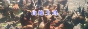 楚雄市土鸡供应商—云南土鸡养殖场400-6633-626