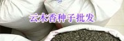 昆明螺蛳湾独定子种子-高出芽率云木香种子批发