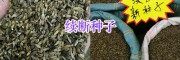 和尚头（续断）种植方法指导-昆明续断种子出售_螺蛳湾药材种子