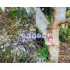 云南无刺花椒苗供应&保山无刺花椒苗价格-保山市无刺花椒基地