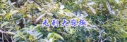 云南无刺花椒新品种—保山无刺大麻椒种苗基地